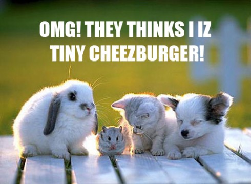 tiny-cheezburger-lee